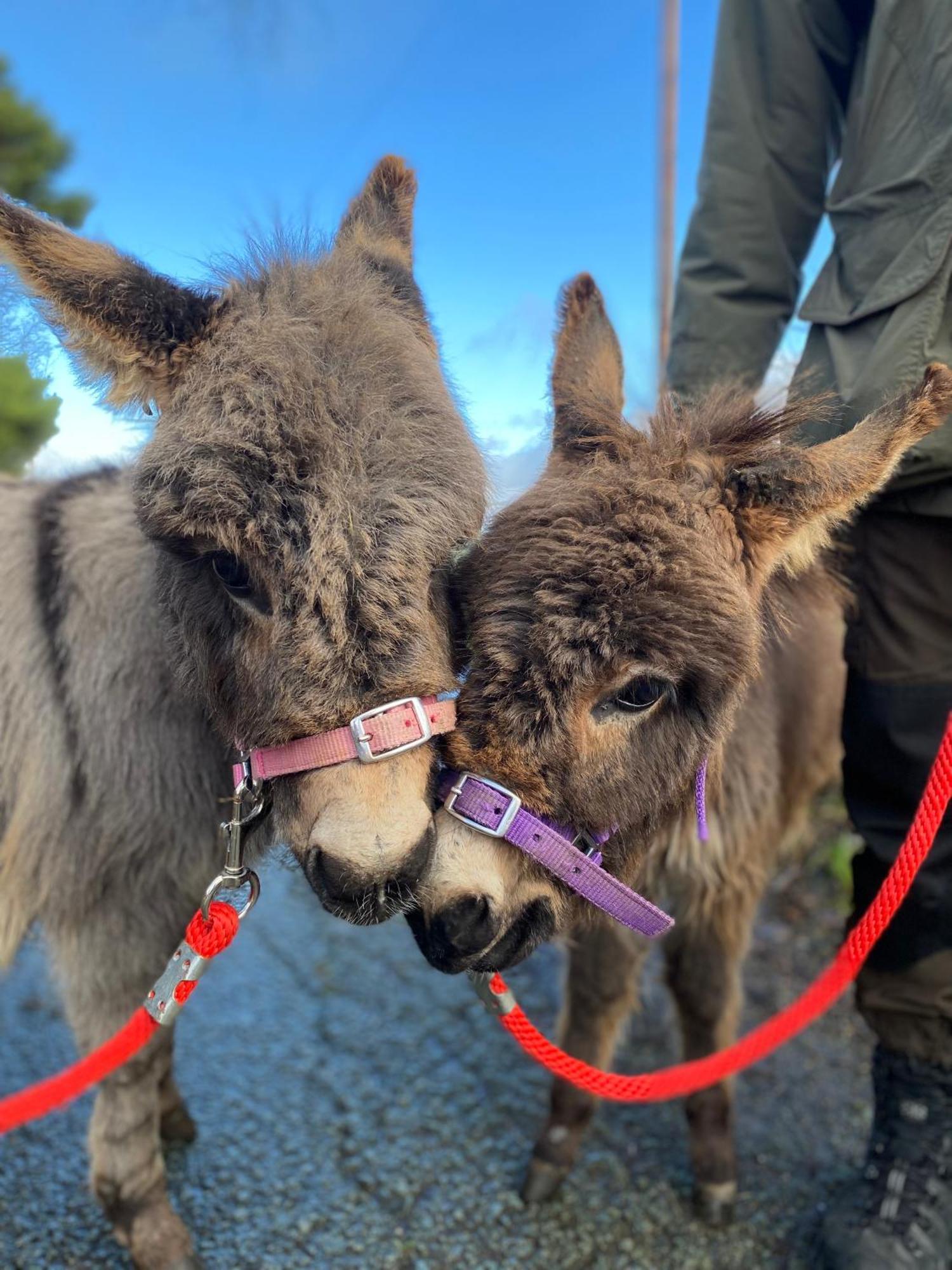 Unique Stay On An Alpaca Therapy Farm With Miniature Donkeys North Wales Mold Exterior foto